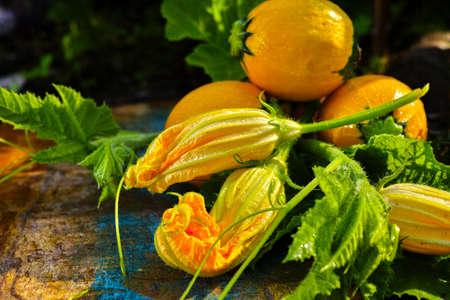 Round yellow zucchini and zucchini flowers, fresh in the garden, new harvest, ready to cookの写真素材