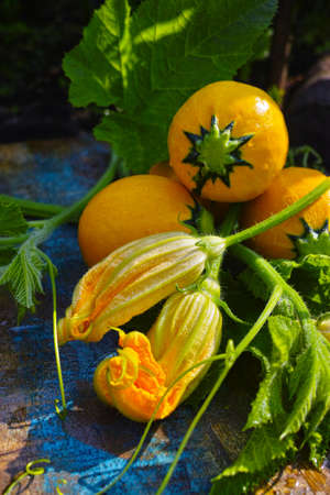 Round yellow zucchini and zucchini flowers, fresh in the garden, new harvest, ready to cookの写真素材