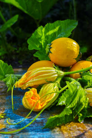 Round yellow zucchini and zucchini flowers, fresh in the garden, new harvest, ready to cookの写真素材
