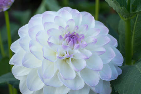 White dahlia flower on the plant, beautiful bouquet or decoration from the gardenの写真素材