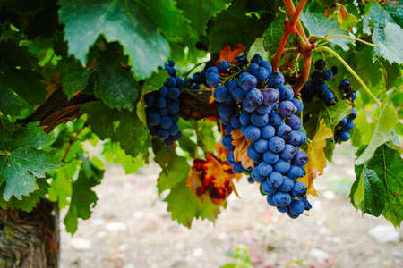Ripe red wine grape ready to harvest, South Franceの写真素材