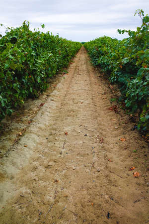 Ripe red wine grape ready to harvest, South France, sandy vineyard in Camargue, Languedoc, Franceの写真素材