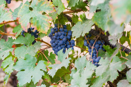 Ripe red wine grape ready to harvest, South Franceの写真素材