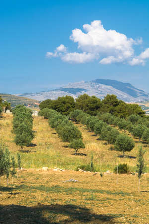 Sicilian landscape with olive trees in the olive garden in Mediterranean valley, near Trapaniの写真素材