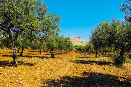 Big and old ancient olive tree in the olive garden in Mediterraneanの写真素材