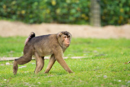 Golden bellied mangabey monkey in the zoo, animal life