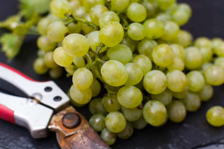 White wine grapes riesling, new harvest, making new white wine