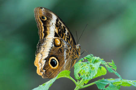 Beautiful owl butterfly  close up copy space