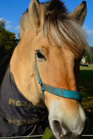 French percheron  draft horse on the farm close upの写真素材