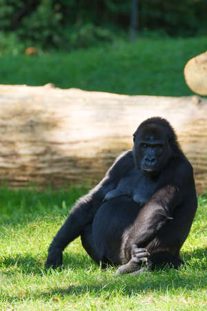 Big black gorilla monkey sits on the grass, sunny day