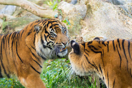 Tiger (Panthera tigris) is the largest cat species, most recognizable for their pattern of dark...