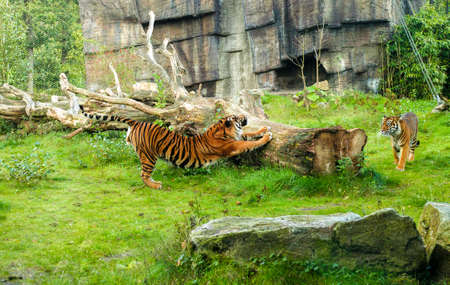 Tiger (Panthera tigris) is the largest cat species, most recognizable for their pattern of dark...