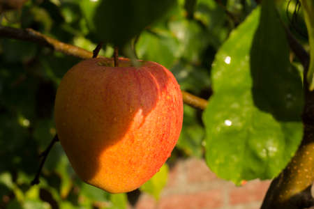 Ripe organic apple Braeburn on apple tree close upの写真素材