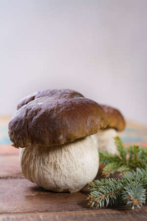 Wild edible raw mushrooms Boletus Edulis, tasty ingredient for many vegetarian dishesの写真素材