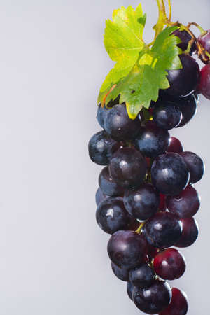 Bunch of large organic table dark grapes on light gray background copy spaceの写真素材