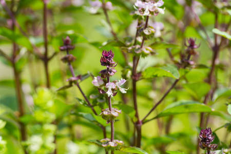 Fresh aromatic herbs basil plant in the garden, growth outsideの写真素材