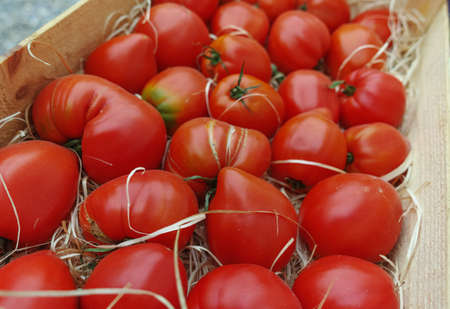 Ancient Provencal french ripe farm tomatoes on the street marketの写真素材