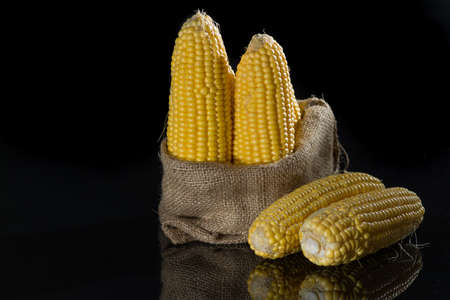 Raw sweet corn, tasty yellow ripe corn earsの写真素材