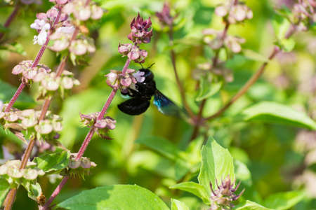 Fresh aromatic herbs basil plant in the garden, growth outsideの写真素材