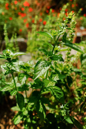 Fresh aromatic herbs basil plant in the garden, growth outsideの写真素材