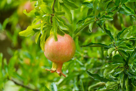 Pomegranate fruits riping on the tree in sunny dayの写真素材
