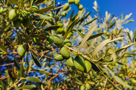 Ripe green olives on the tree, Provence, Franceの写真素材
