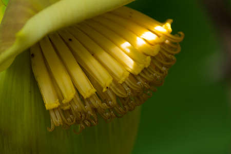 Tropical tree - banana palm with flowers and fruits, exotic tasty foodの写真素材