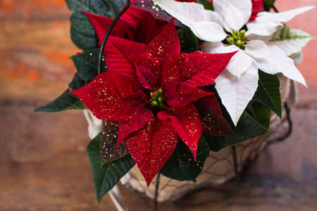 Christmas star red and white poinsettia flowers, Christmas decoration close upの写真素材