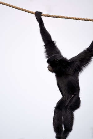 Siamang black monkey hanging on the rope copy spaceの写真素材