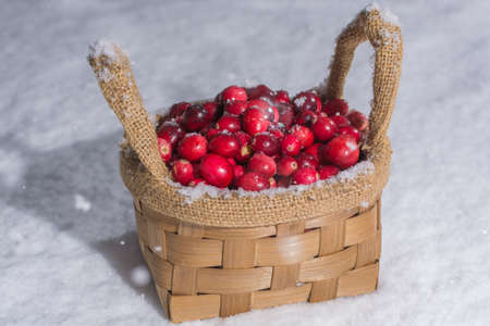 Fresh red cranberry on white snow, wintertime, healthy food, new harvestの写真素材