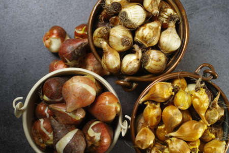 Preparation for spring season in garden, pink tulips and yellow daffodils bulbs, flowerbed in March...