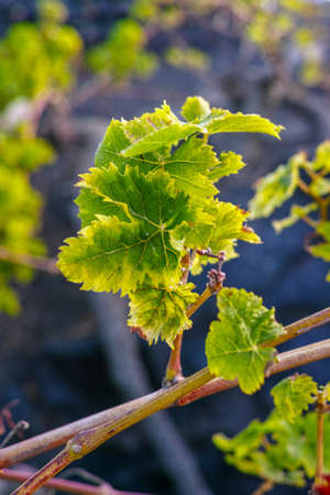 Lanzarote vineyards build on lava, La Geria wine region, malvasia grape vine in winterの写真素材