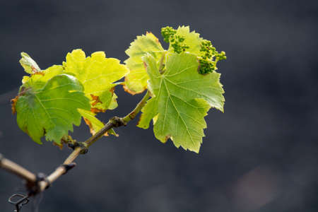 Lanzarote vineyards build on lava, La Geria wine region, malvasia grape vine in winterの写真素材
