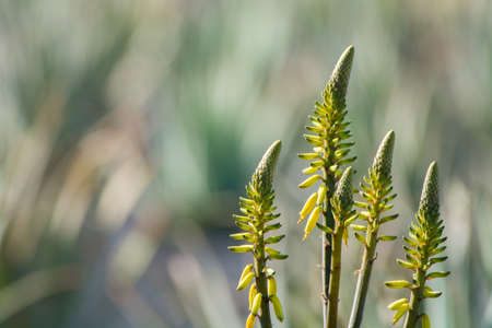 Aloe vera plantation, cultivation of aloe vera, healthy plant used for medicine, cosmetics, skin...