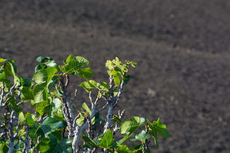 Vegetation on lava rocks, fig fruits riping on fig tree in winter, Timanfaya national park,...