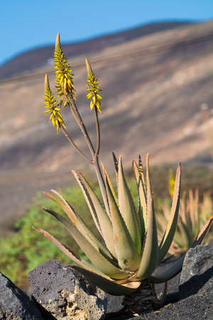 Aloe vera plantation, cultivation of aloe vera, healthy plant used for medicine, cosmetics, skin care, decorationの写真素材