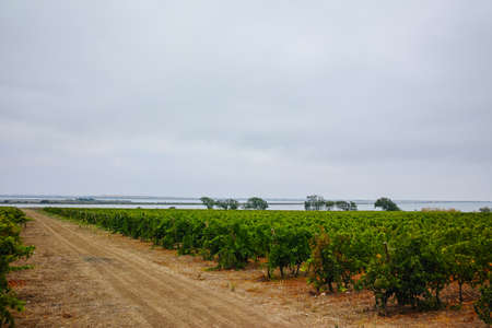 Vineyard in Domaine de Maguelone near Montpellier, South France, red wine grape plantationの写真素材