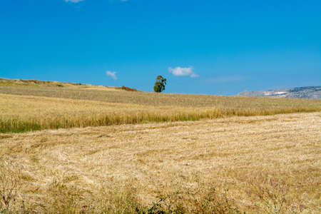 Yellow wheat grain ready for harvest growing in a farm field, Italyの写真素材