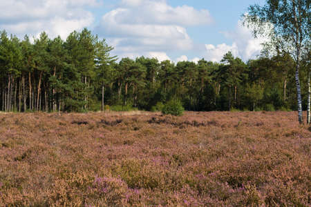 Heather moorland in Kempen forests, North Brabant, the Netherlands, autumn days