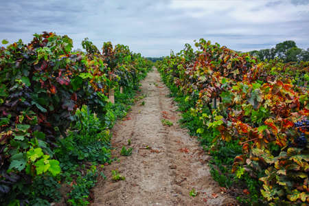 Red ripe wine grapes on sandy vineyards, Camargue, Provence, south of  Franceの写真素材