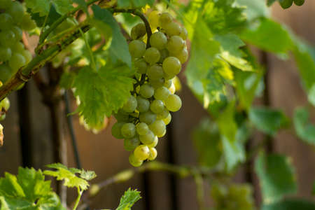 Ripe orgenic white wine grape in the vineyard ready to harvest and wine productuinの写真素材