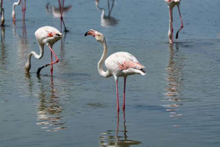 Group of big pink flamingo birds in lake water in national park Camargue, Franceの写真素材