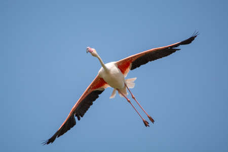 Flying big pink flamingo bird in blue skyの写真素材