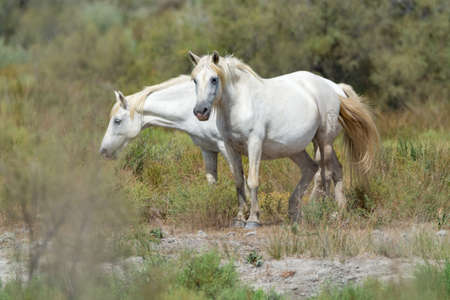 Wild white horse from Camargue national park, Franceの写真素材