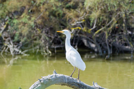 Wild birds white Little egret in national park, Provence, France in the summer