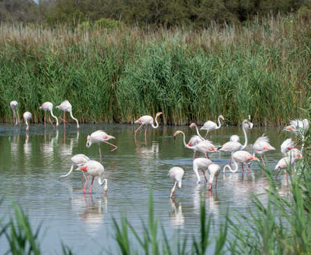 Group of big pink flamingo birds in lake water in national park Camargue, Franceの写真素材