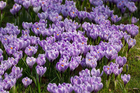 Spring purple crocus flowers on green grass, spring season in Hollandの写真素材