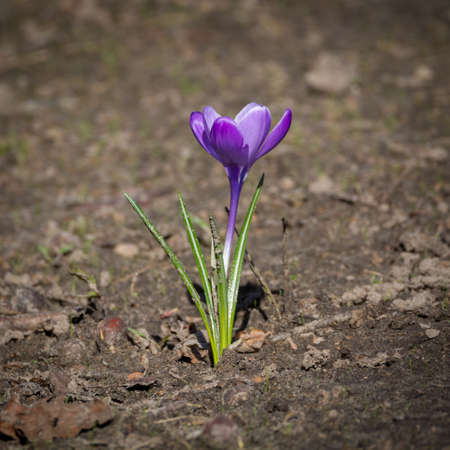 Spring purple crocus flowers on green grass, spring season in Hollandの写真素材