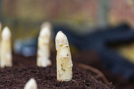 New harvest of high quality Dutch or German white asparagus on asparasus fieldsの写真素材
