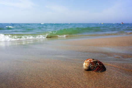 Summer sea vacation concept, sea shell on the sanly beach close upの写真素材